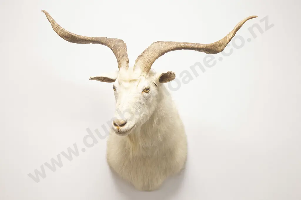 Taxidermy Billy Goat Head Mount Image 1++
