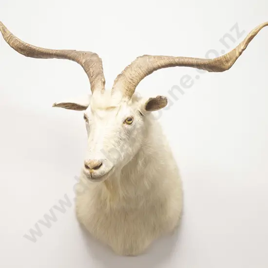 Taxidermy Billy Goat Head Mount