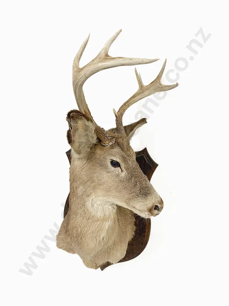 Taxidermy Whitetail Deer Head Mount Image 1++