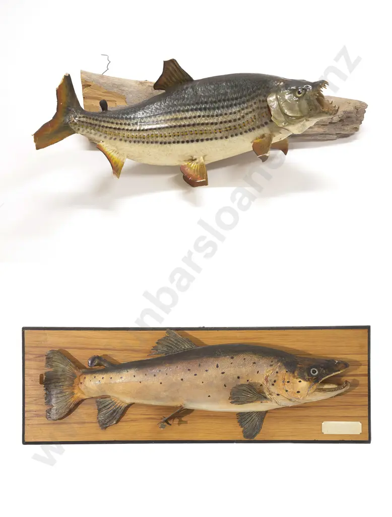 Taxidermy Brown Trout And A Tiger Fish Image 1++