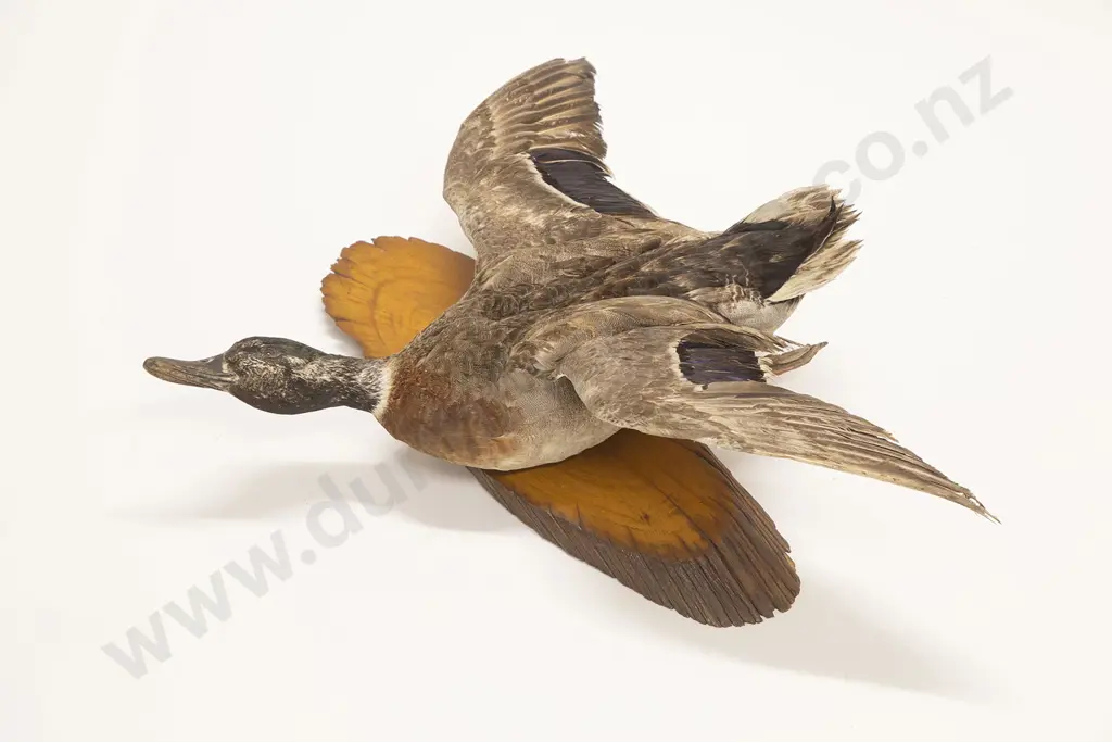 Taxidermy Mallard Duck Image 1++