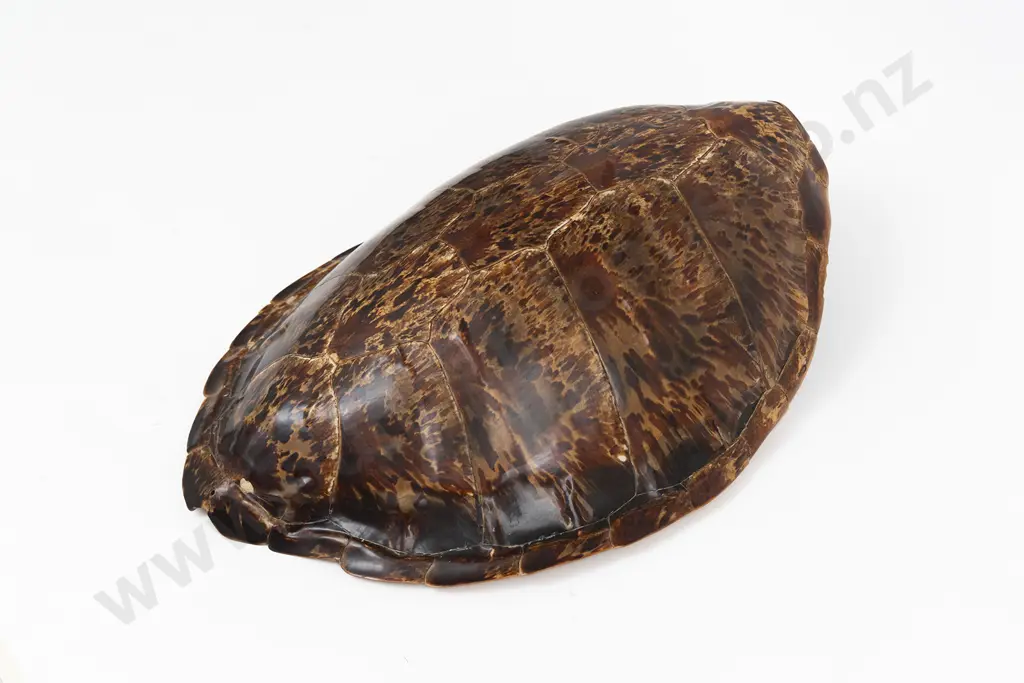 A Large And Impressive Tortoise Shell Image 1++