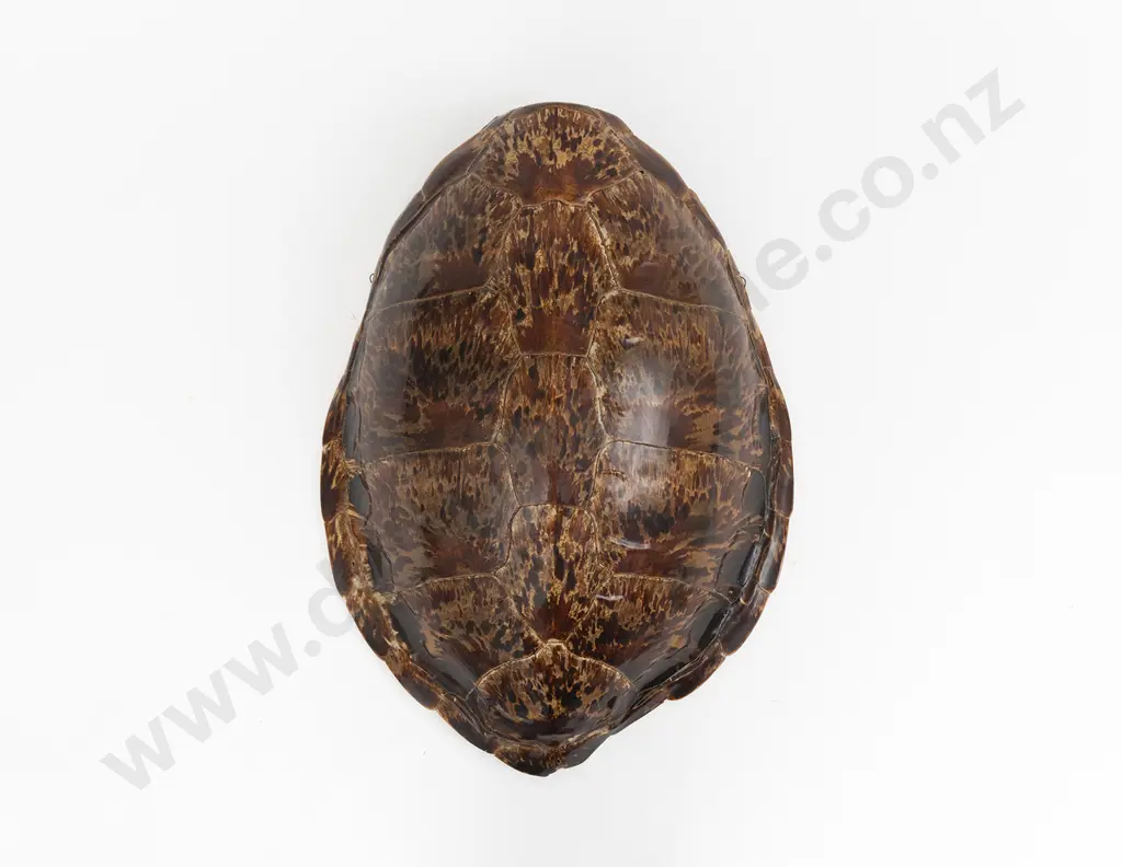 A Large And Impressive Tortoise Shell Image 1++