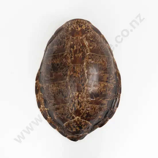 A Large And Impressive Tortoise Shell