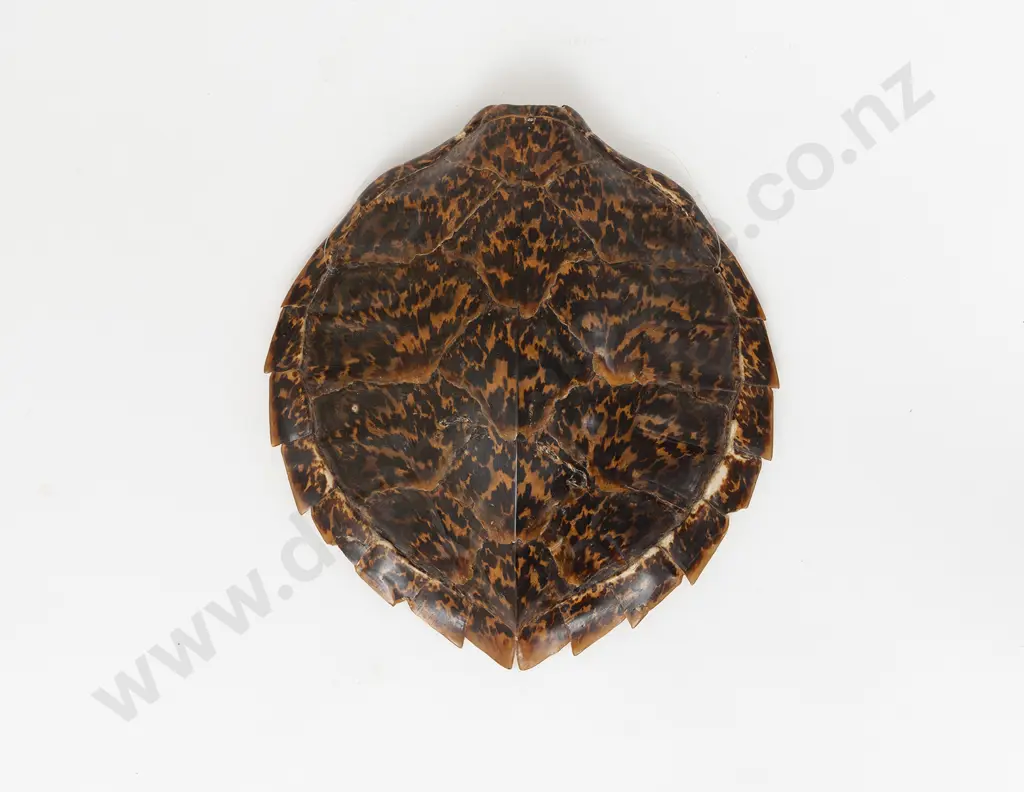 A Turtle Shell Image 1++