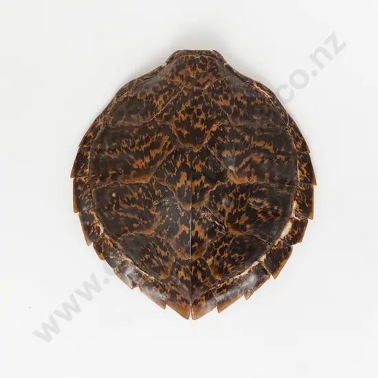 A Turtle Shell