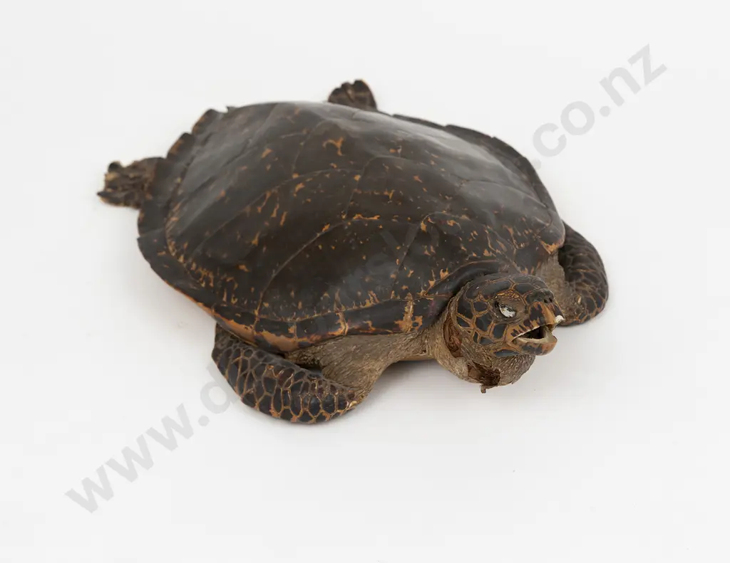 Taxidermy Hawkbill Turtle Image 1++