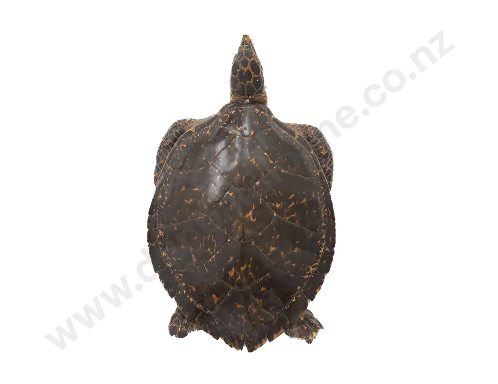 Taxidermy Hawkbill Turtle Image 1++