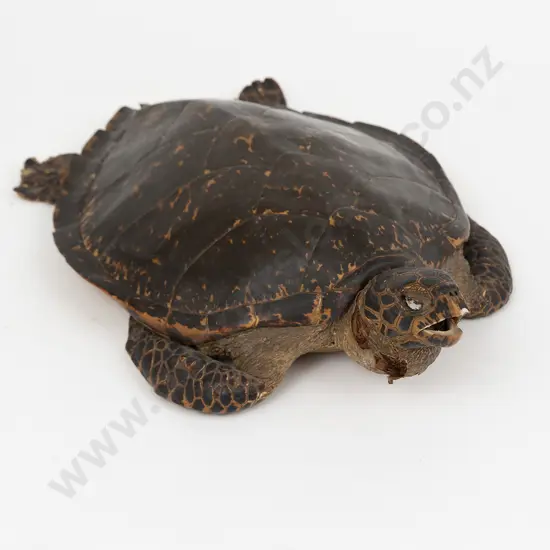 Taxidermy Hawkbill Turtle