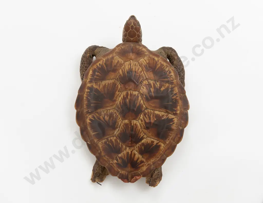 Taxidermy Green Turtle Image 1++