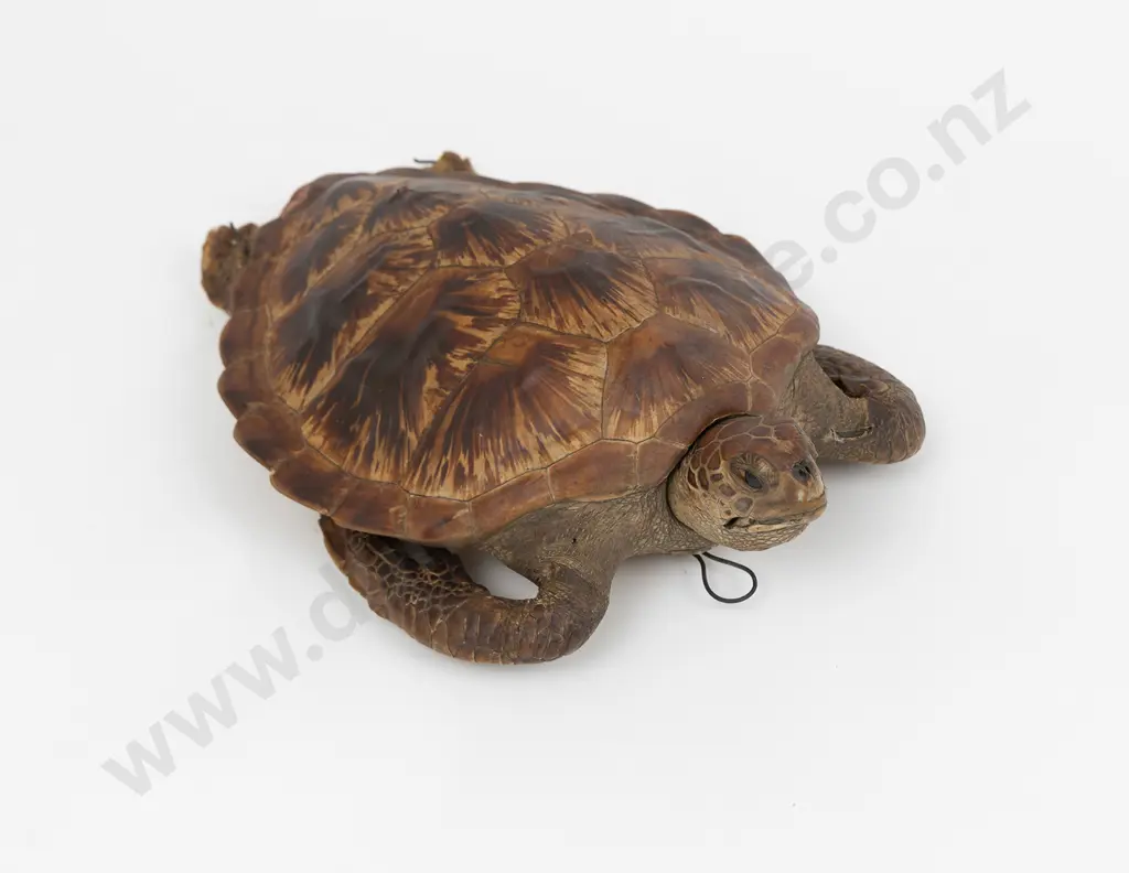 Taxidermy Green Turtle Image 1++