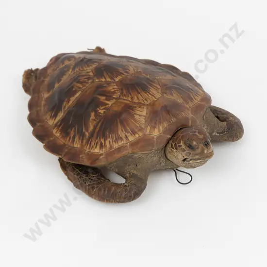 Taxidermy Green Turtle