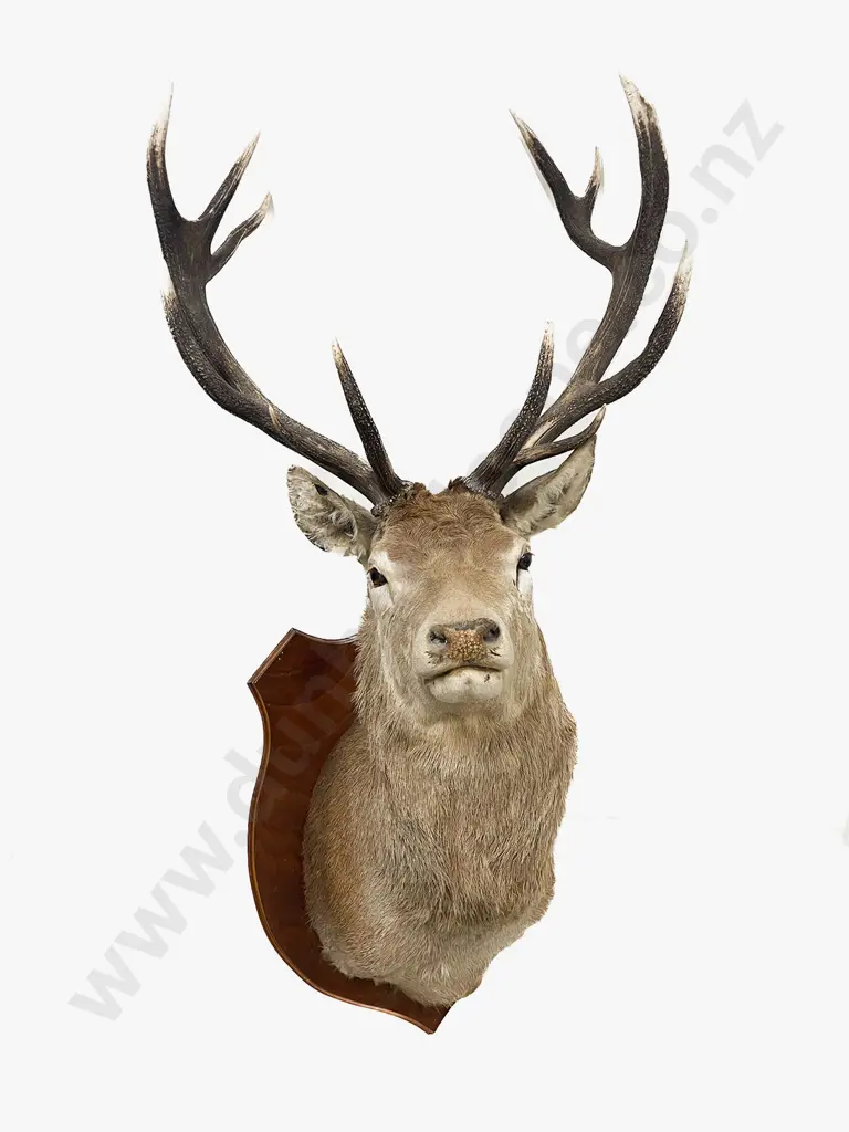 Taxidermy 12 Pointer Red Deer Head Mount Image 1++