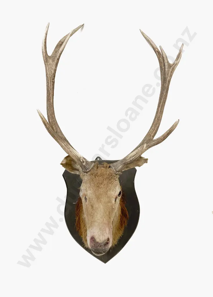 Taxidermy 10 Pointer Red Deer Head Mount Image 1++