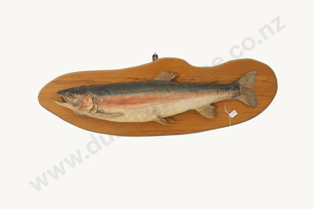 Taxidermy Rainbow Trout Image 1++