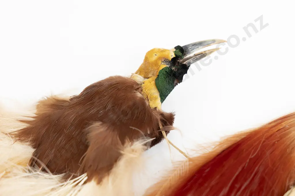 Two Taxidermy Bird Of Paradise Tails (Paradisaea Minor) Image 1++