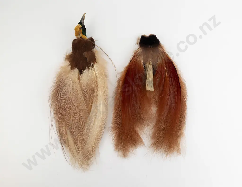 Two Taxidermy Bird Of Paradise Tails (Paradisaea Minor) Image 1++