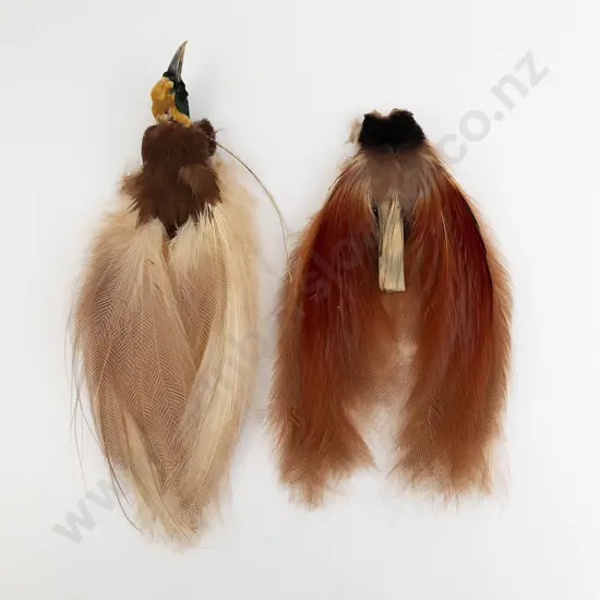 Two Taxidermy Bird Of Paradise Tails (Paradisaea Minor)