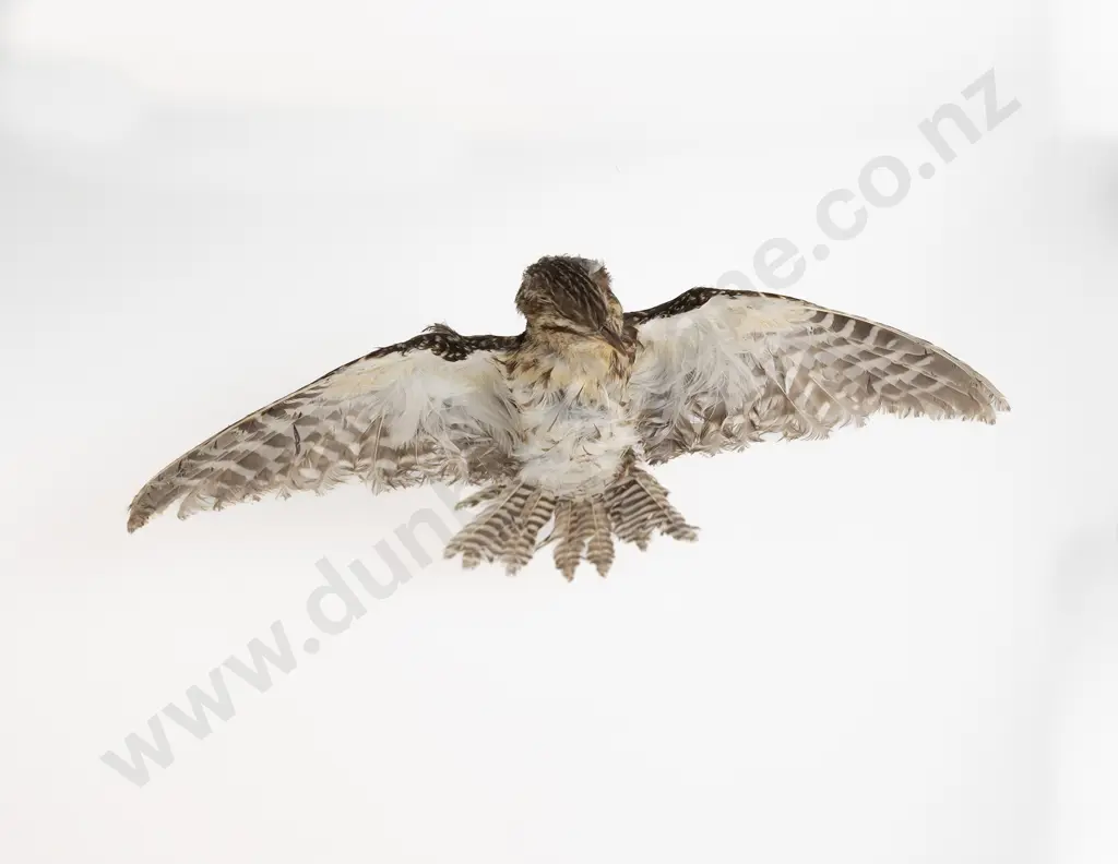 Taxidermy Long Tail Cuckoo Image 1++