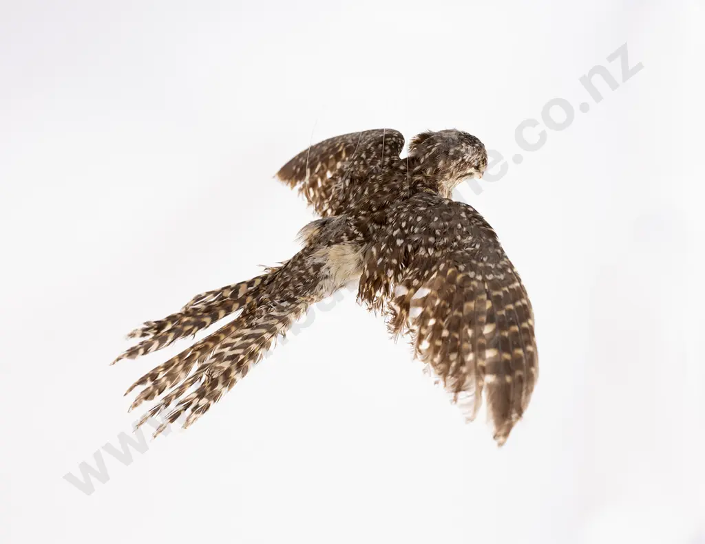 Taxidermy Long Tail Cuckoo Image 1++