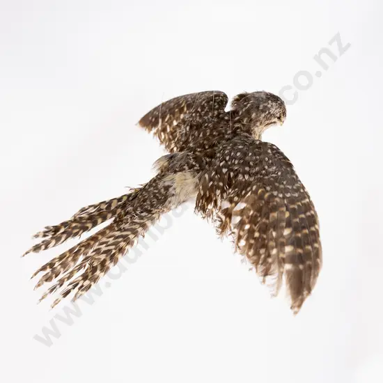 Taxidermy Long Tail Cuckoo