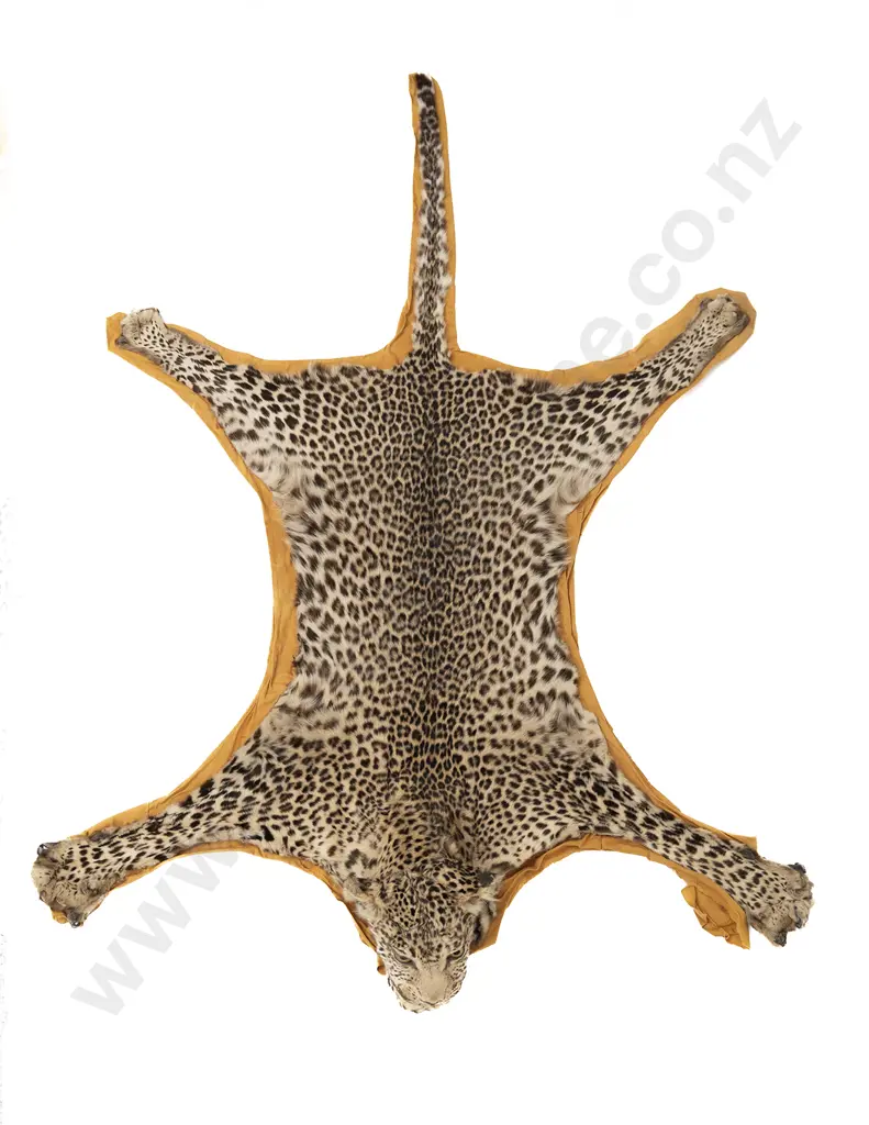 An African Leopard Skin Rug Mount With Taxidermy Head Image 1++
