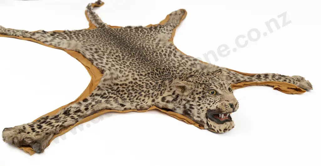 An African Leopard Skin Rug Mount With Taxidermy Head Image 1++
