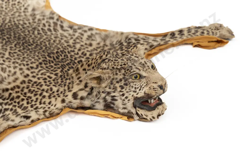 An African Leopard Skin Rug Mount With Taxidermy Head Image 1++