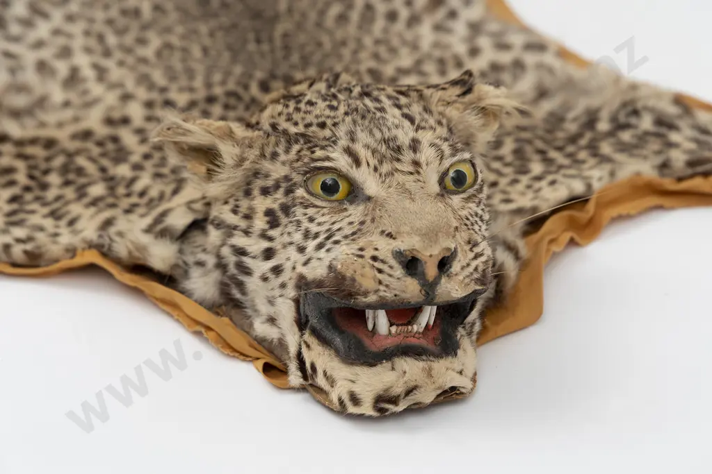 An African Leopard Skin Rug Mount With Taxidermy Head Image 1++