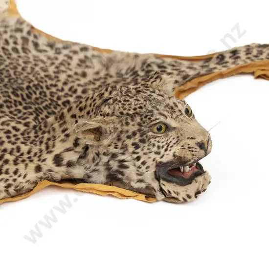 An African Leopard Skin Rug Mount With Taxidermy Head