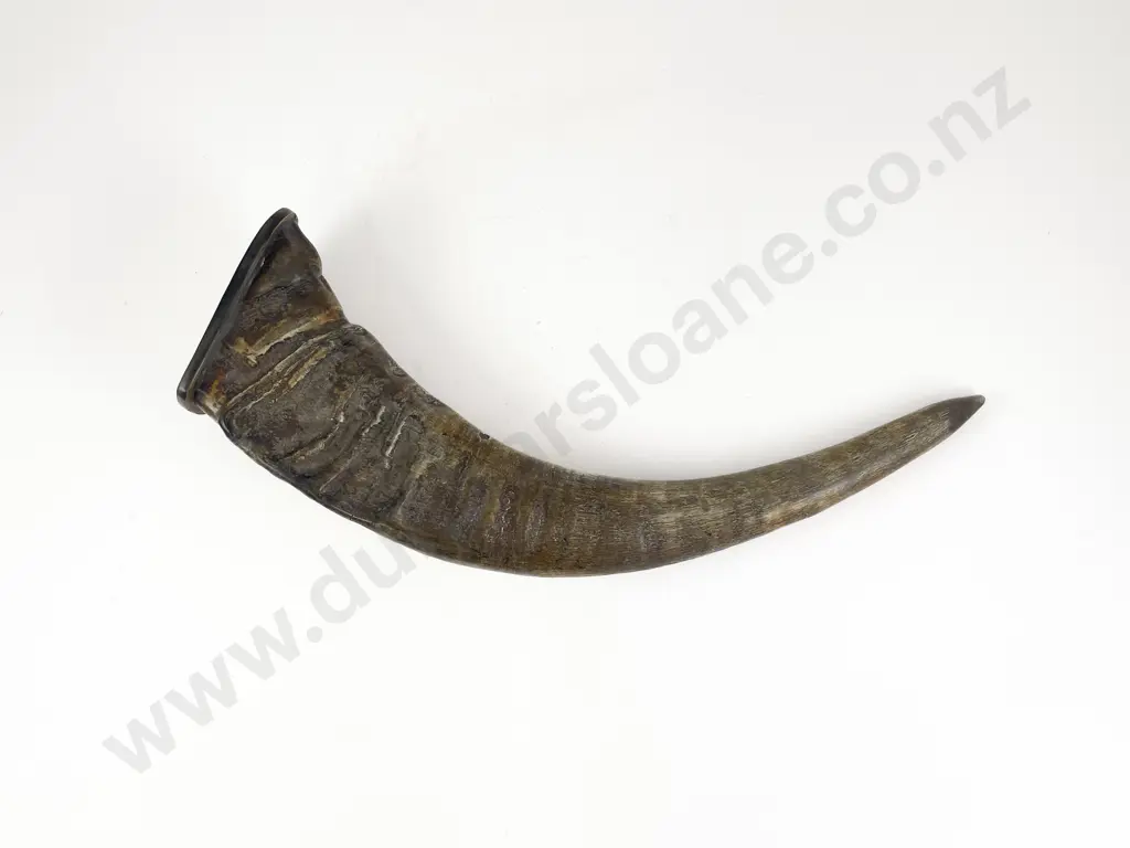 Mounted African Horn Image 1++