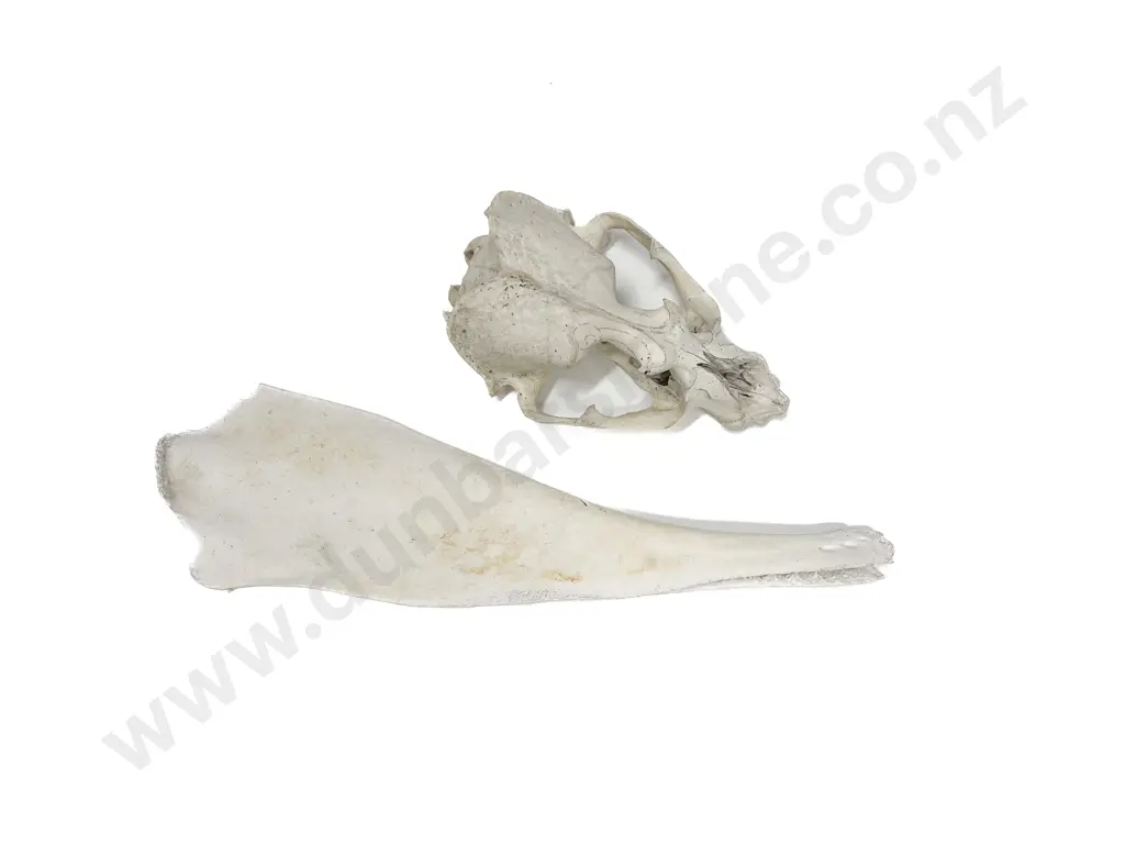 Pilot Whale Jaw Bone And A Seal Skull Image 1++