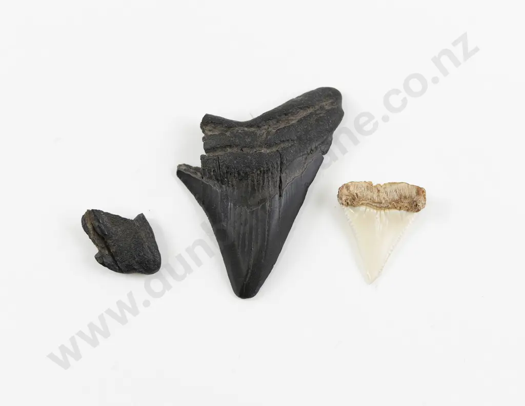 A Megalodon Tooth And A Mako Shark Tooth Image 1++