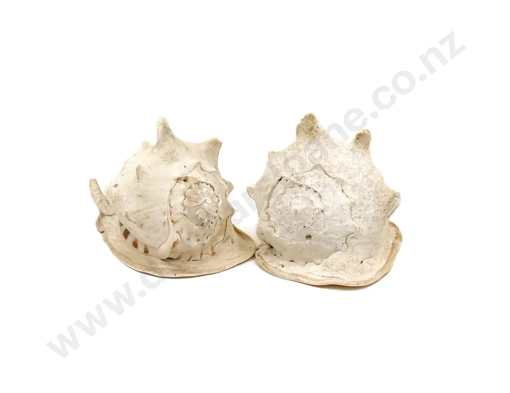 Two Large Cameo Shells Image 1++