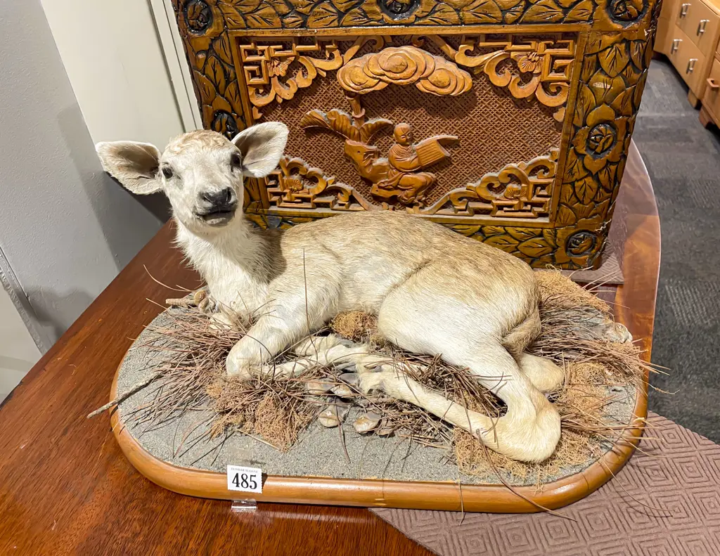 Taxidermy of Fawn Image 1++
