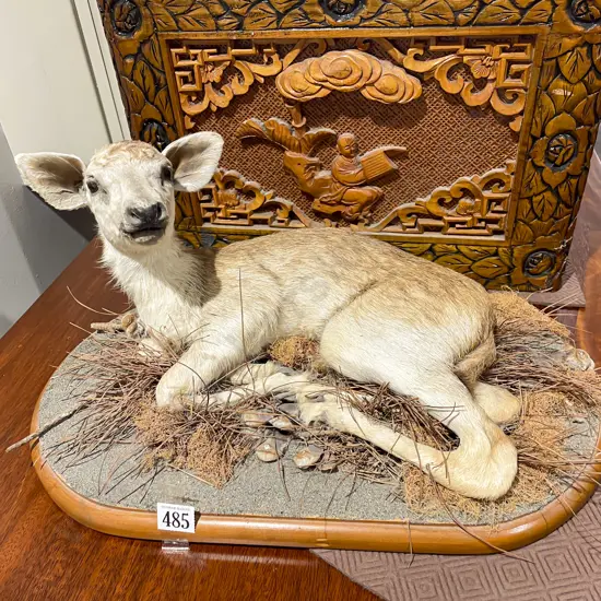 Taxidermy of Fawn