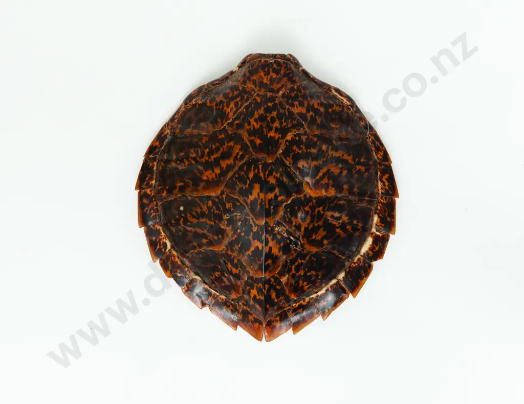 A Turtle Shell Image 1++