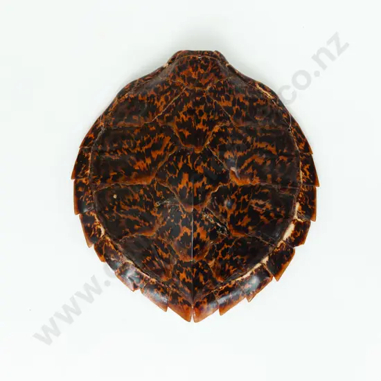 A Turtle Shell