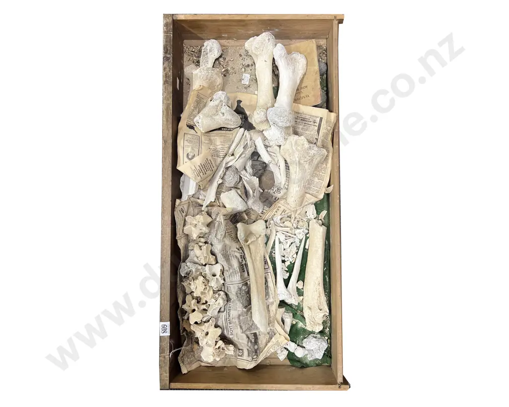 A Box Of Moa Bones And Other Bones Image 1++