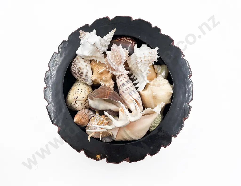 Qty of Assorted Shells in Pottery Bowl Image 1++