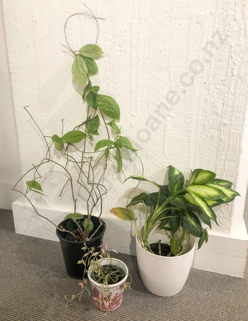 Three Assorted Plants in Pots Image 1++