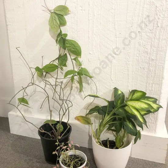 Three Assorted Plants in Pots