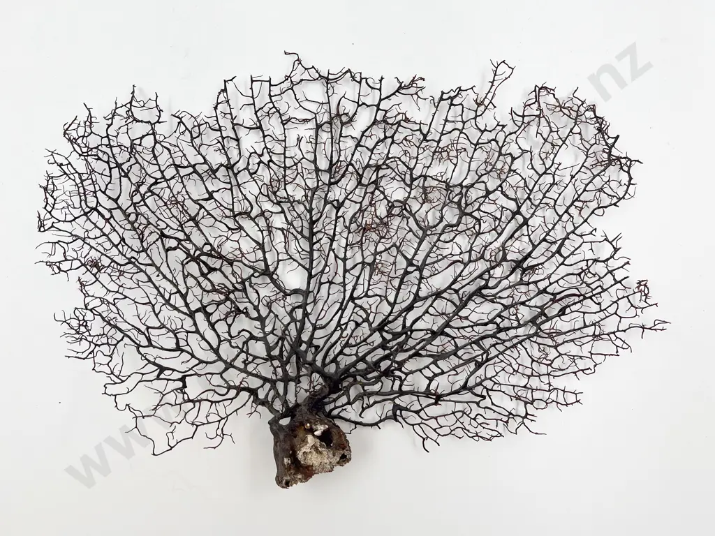 Large Piece of Coral Image 1++