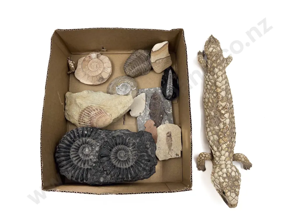 Qty of Assorted Fossil together with Taxidermy Lizard Image 1++