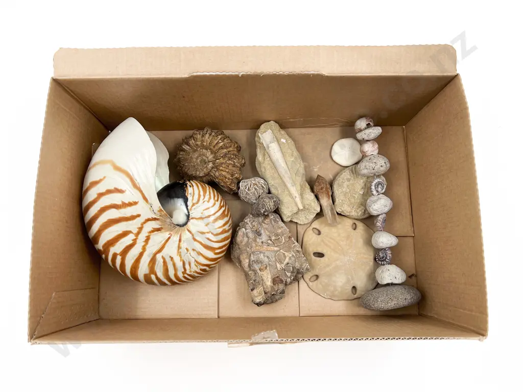 Qty of Assorted Fossils and Shells etc. Image 1++