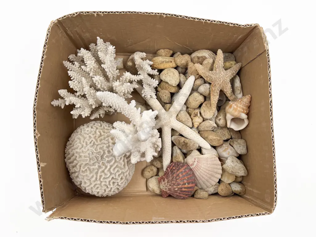 Qty of Assorted Coral and Sea Shells etc. Image 1++