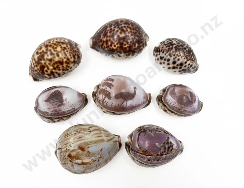 Qty of Assorted Cameo Shells Image 1++