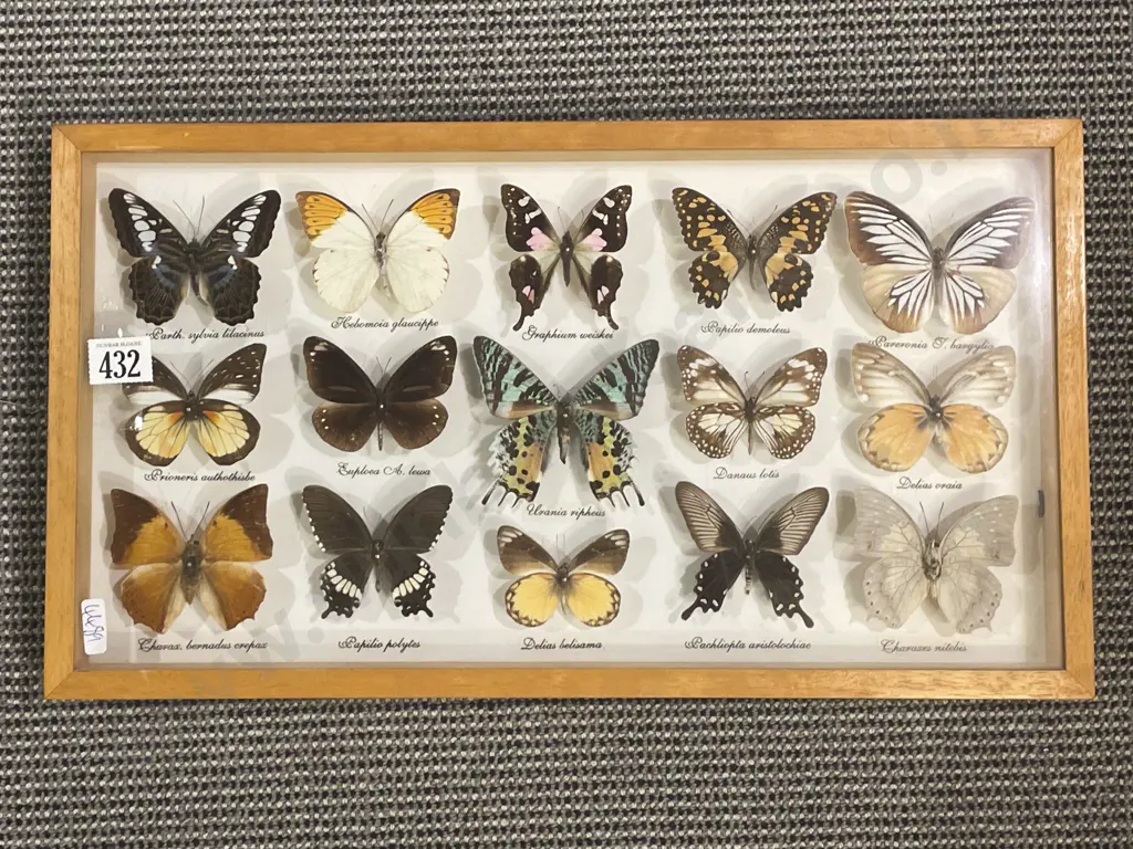 Framed Butterfly Taxidermy Display Image 1++