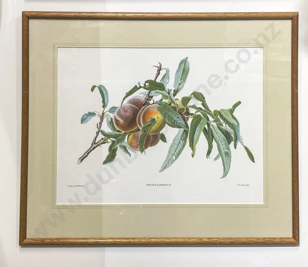 Four Assorted Botanical Prints Image 1++