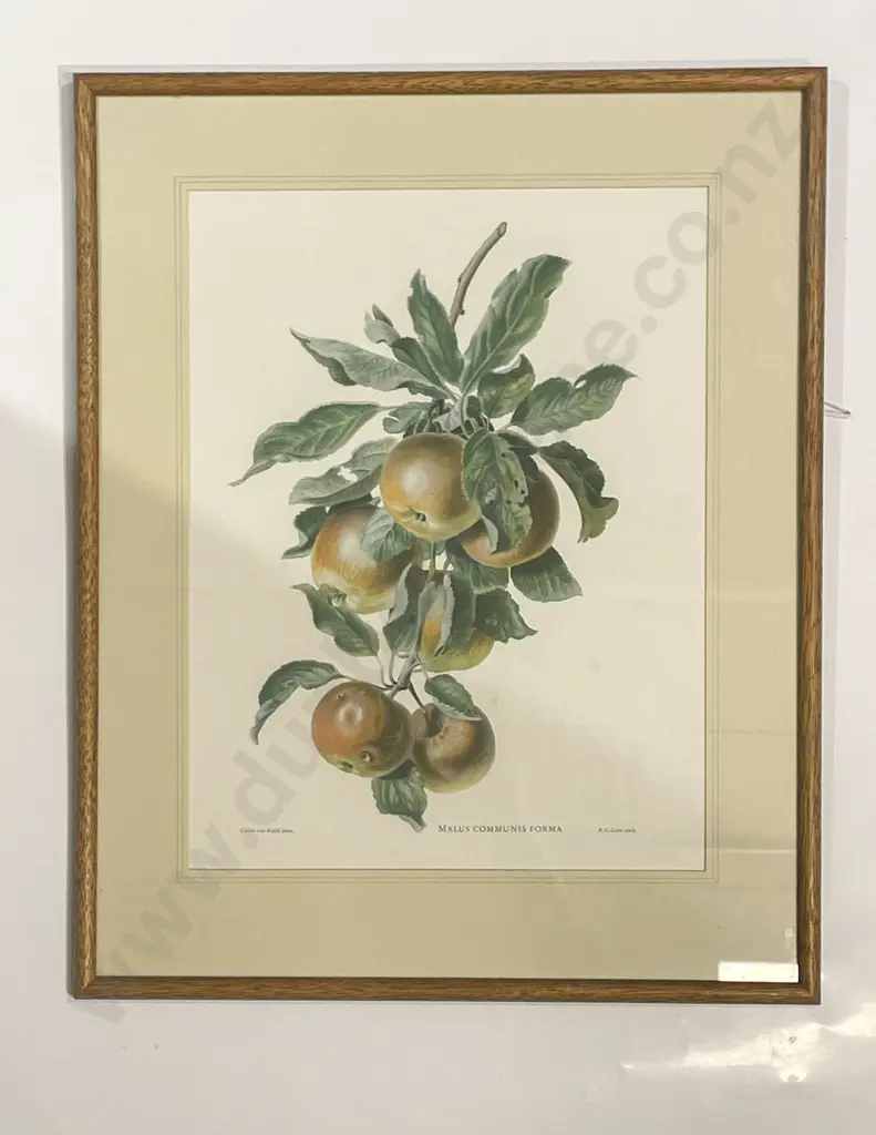 Four Assorted Botanical Prints Image 1++